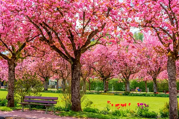 Ciliegi in fiore e tulipani in un giardino in primavera