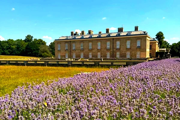 Althorp House, la casa degli Spencer, dietro un campo di lavanda