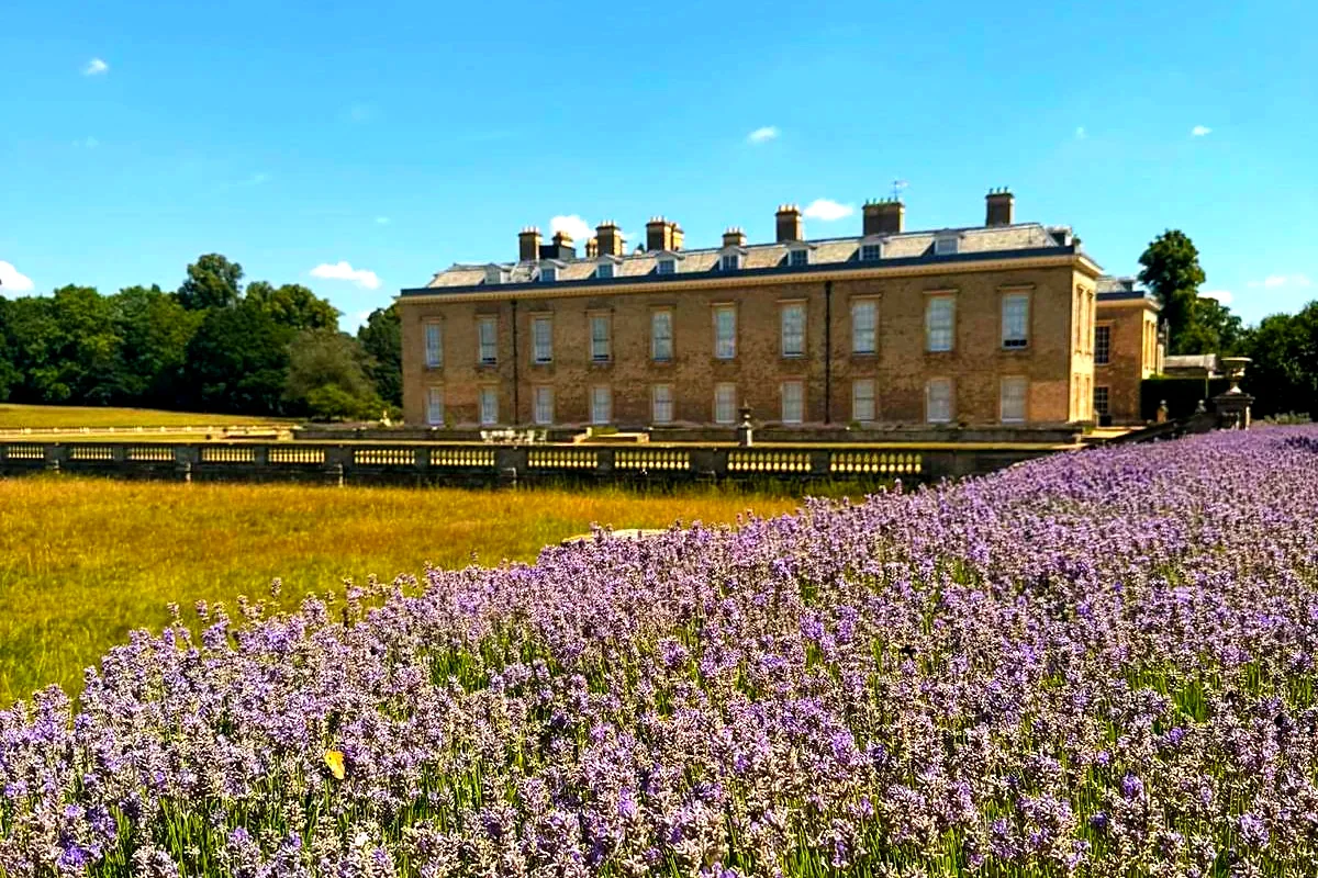 Althorp House, la casa degli Spencer, dietro un campo di lavanda