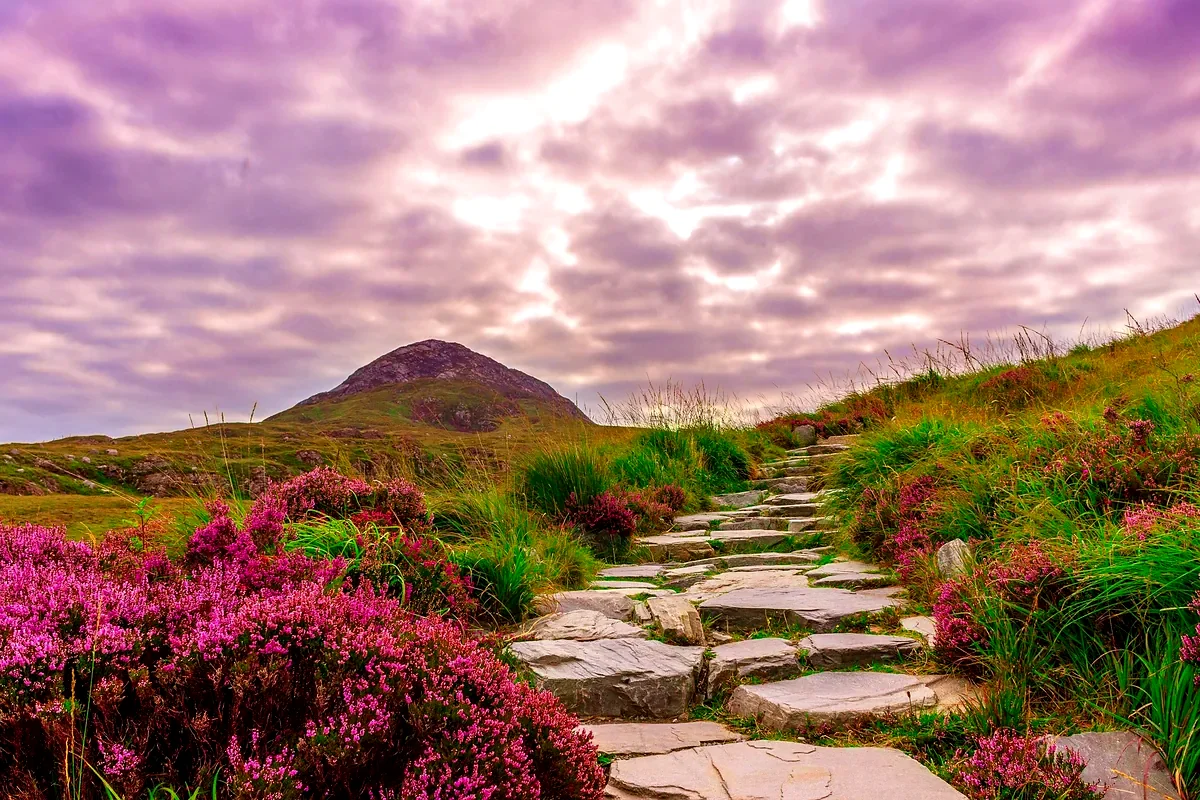 Un sentiero di pietra tra l'erica in fiore, nel Connemara