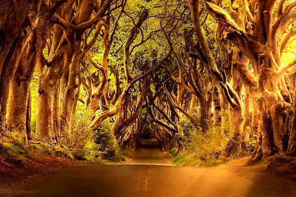Il viale di faggi delle Dark Hedges, in Irlanda del Nord