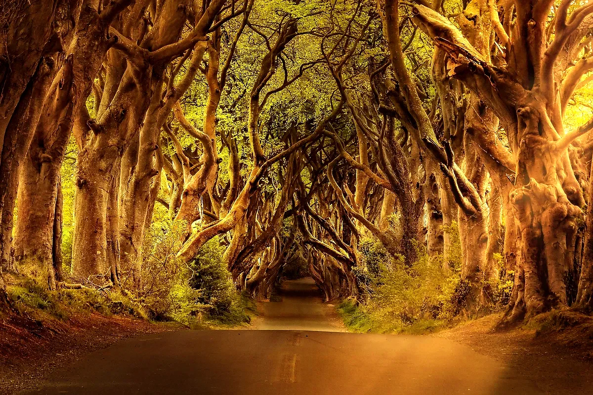 Il viale di faggi delle Dark Hedges, in Irlanda del Nord
