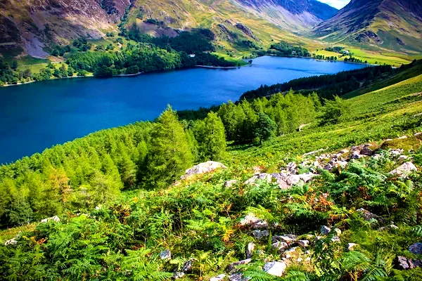 Il lago di Buttermere visto dal pendio tra felci e larici