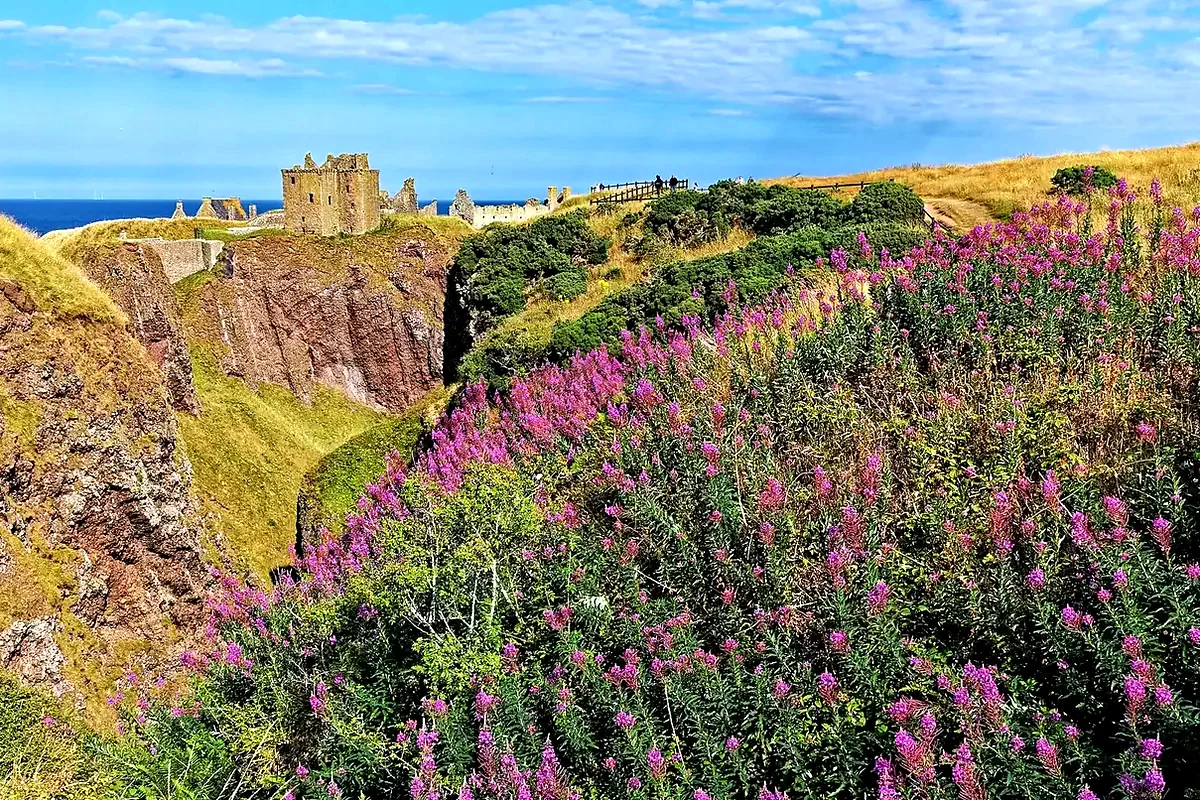 Dunnottar Castle sul promontorio sopra il Mare del Nord, con l'epilobio in fiore in primo piano