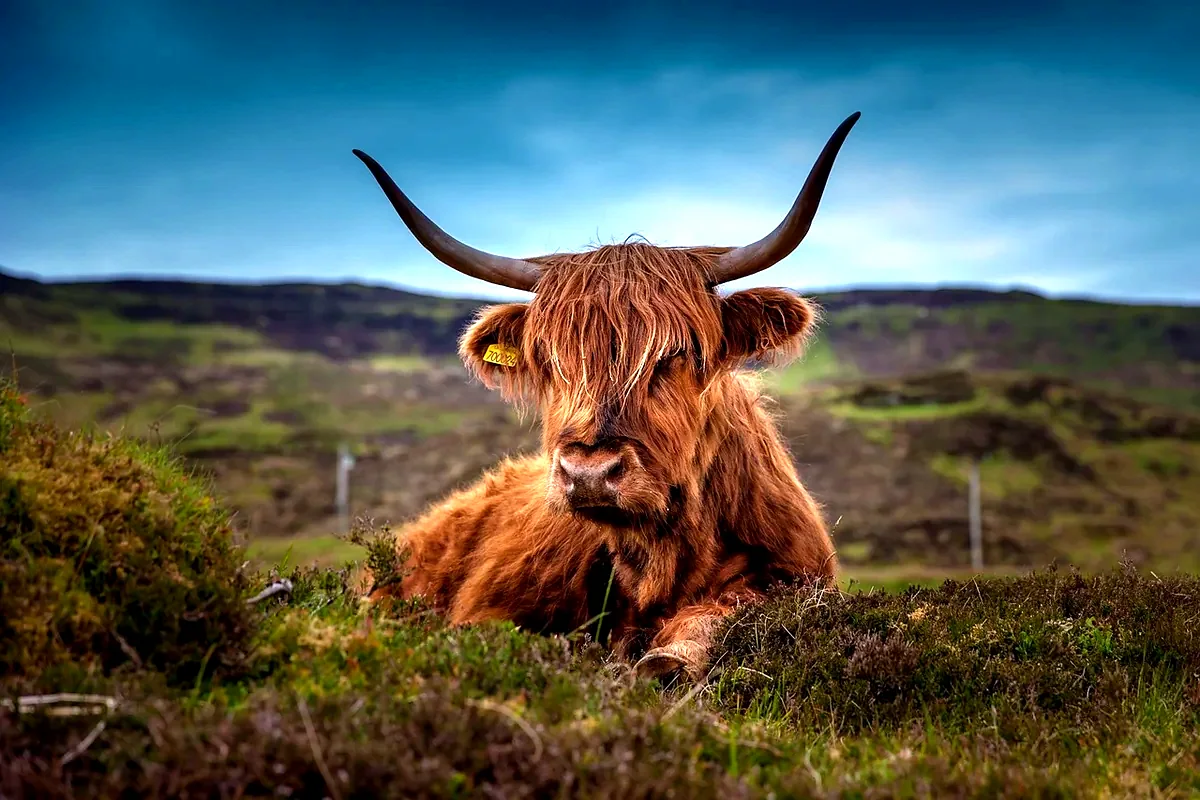 Una mucca delle Highlands sdraiata tra l'erica