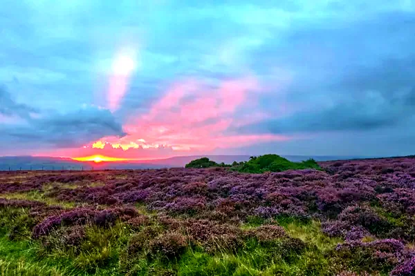Brughiera in fiore al tramonto nello Yorkshire